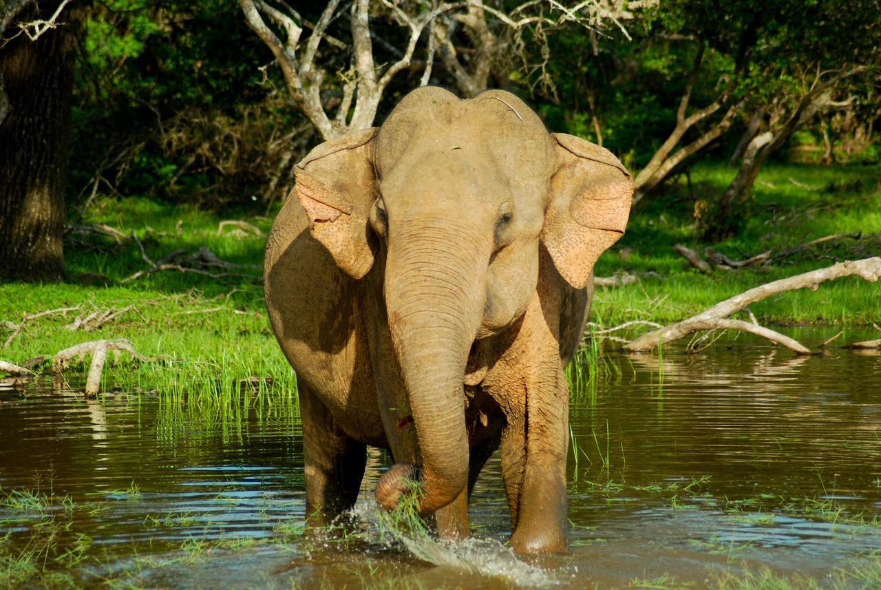 Flameback Eco Lodge Tissamaharama Ngoại thất bức ảnh